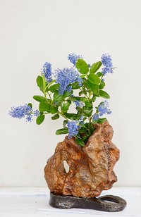 Vase antique
